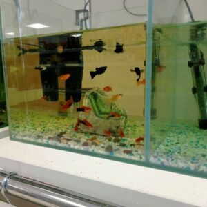аквариум рыбки нижний тагил