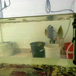 купить рыбок +для аквариума +в нижнем тагиле