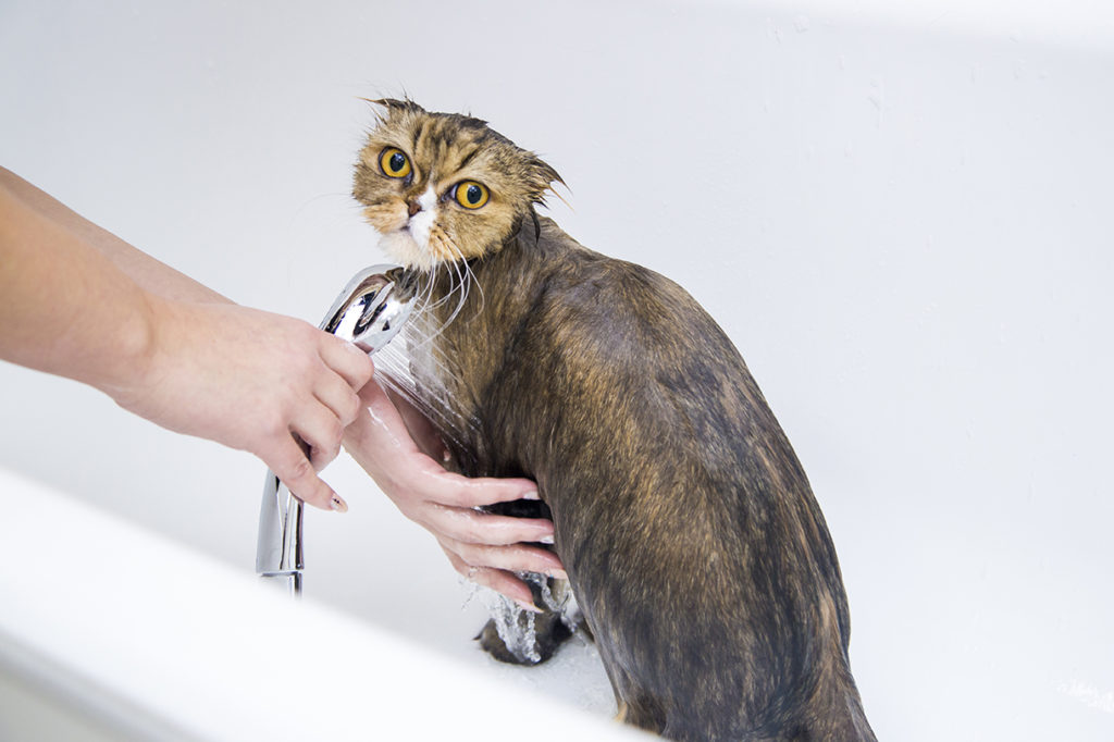 Помытый кот. Мытье кота. Приспособление для помывки кота. Моет кота тела. Через сколько можно мыть котов
